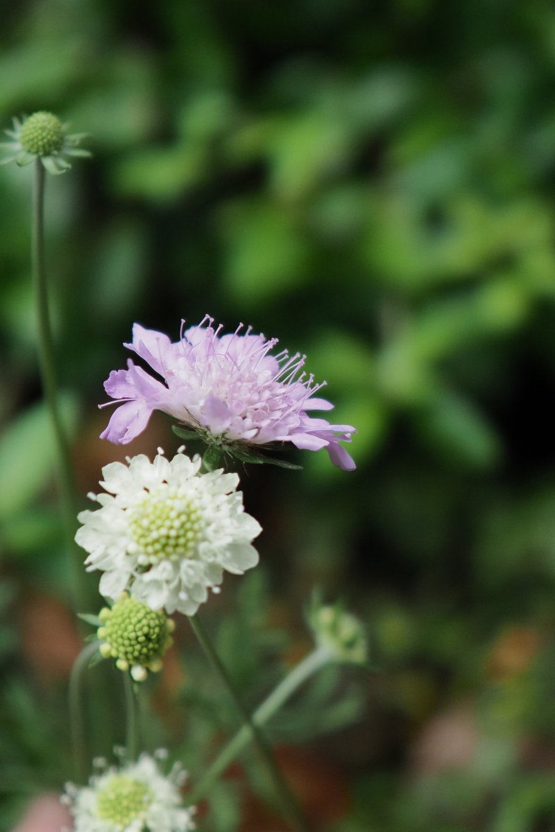 箱庭に咲く花６月