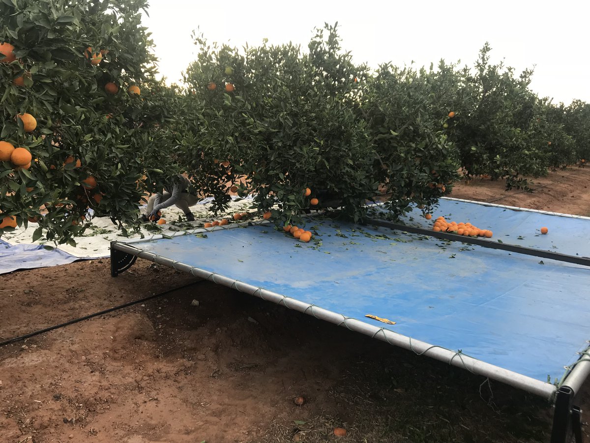 🍊🚜🍊En el #ProyectoCITRUSTECH hemos realizado nuevas pruebas de #RecolecciónMecanizada en parcelas de #cítricos en la Finca de #AneCoop en #Museros.

Los resultados alcanzaron un 7⃣0⃣% de desprendimiento (vibrador de troncos) y un 6⃣7⃣% (sacudidor de ramas de baja frecuencia).