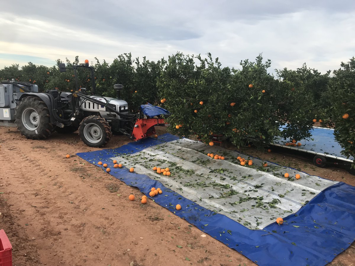 gocitrustech's tweet photo. 🍊🚜🍊En el #ProyectoCITRUSTECH hemos realizado nuevas pruebas de #RecolecciónMecanizada en parcelas de #cítricos en la Finca de #AneCoop en #Museros.

Los resultados alcanzaron un 7⃣0⃣% de desprendimiento (vibrador de troncos) y un 6⃣7⃣% (sacudidor de ramas de baja frecuencia). https://t.co/VALLQWKhfK