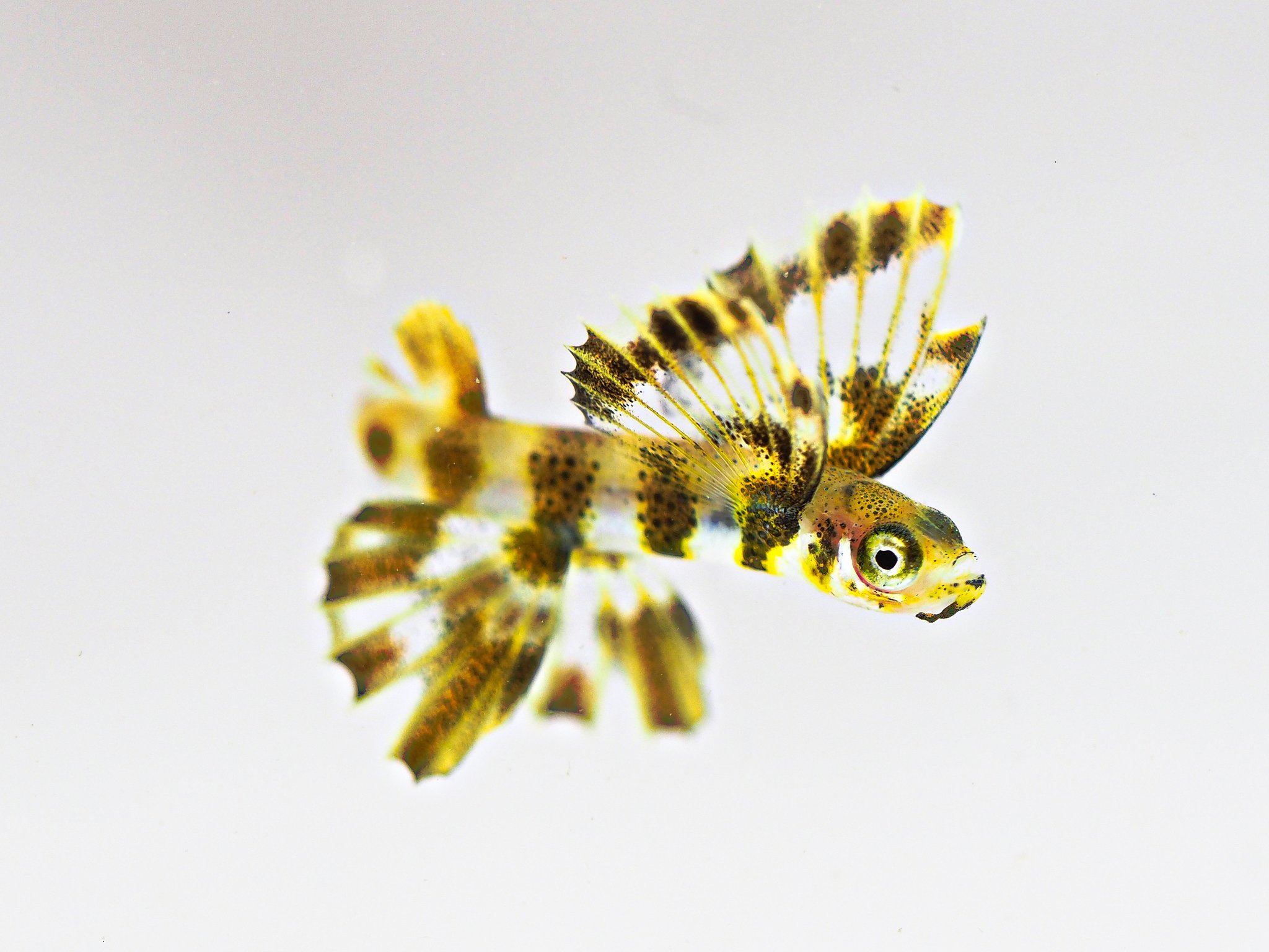 鈴木香里武 Karibu Suzuki 幼魚水族館 館長 長いヒゲを持たないタイプのトビウオ幼魚は 例えばこのような姿 漁港に最もたくさん現れるのは 枯れ葉のような ツクシトビウオ と昆虫のような アヤトビウオ 4枚目はなかなかお目にかかれない花びらの