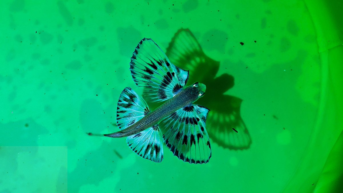 長いヒゲを持たないタイプのトビウオ幼魚は、例えばこのような姿。漁港