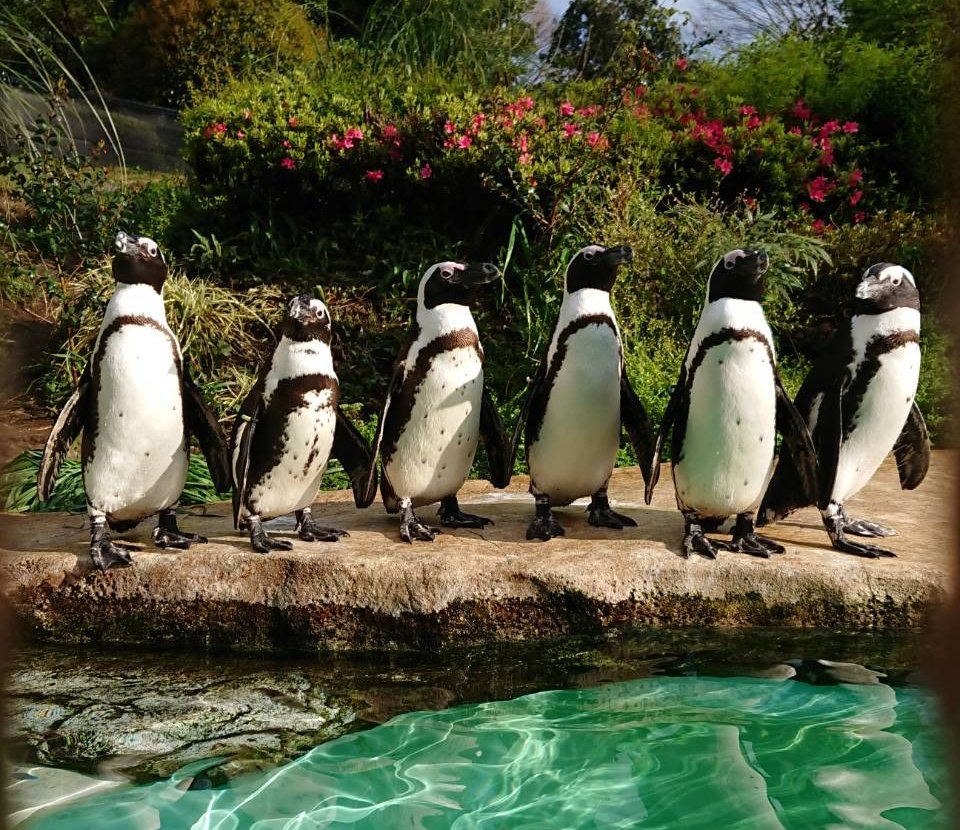 智光山公園こども動物園 公式 Chikozanzoo Twitter 智光山公園こども動物園 公式 Chikozanzoo Twitter