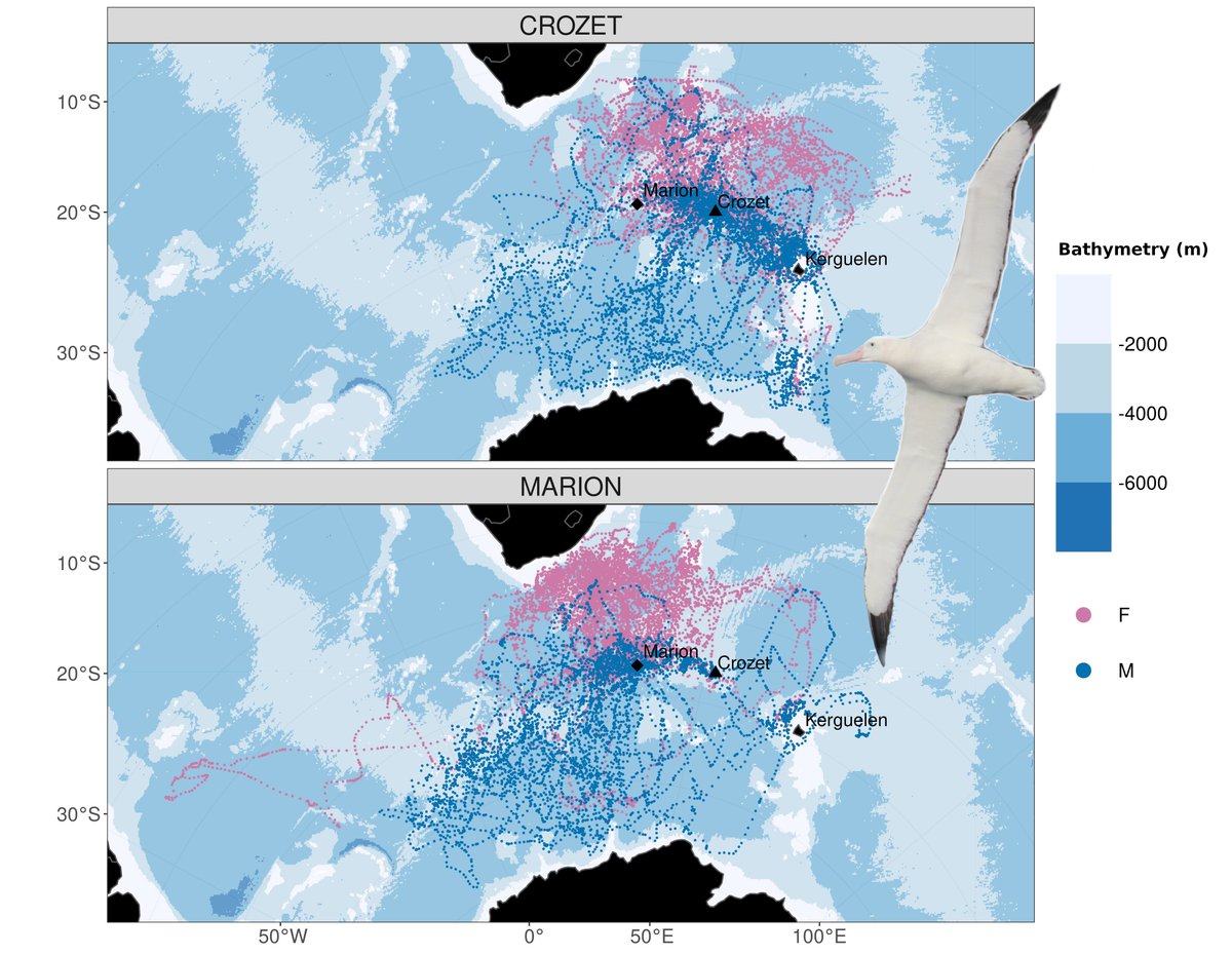 Florian Orgeret @florgeret.bsky.social (@florgeret) on Twitter photo Check out our new paper in <a href="/AnimalEcology/">Journal of Animal Ecology</a>! We provide a new protocol to investigate the causes of #sexualsegregation in #albatrosses which is relevant for understanding population distribution patterns and population regulation bit.ly/3hiJIzP #MovementEcology #biologging Check out our new paper in <a href="/AnimalEcology/">Journal of Animal Ecology</a>! We provide a new protocol to investigate the causes of #sexualsegregation in #albatrosses which is relevant for understanding population distribution patterns and population regulation bit.ly/3hiJIzP #MovementEcology #biologging