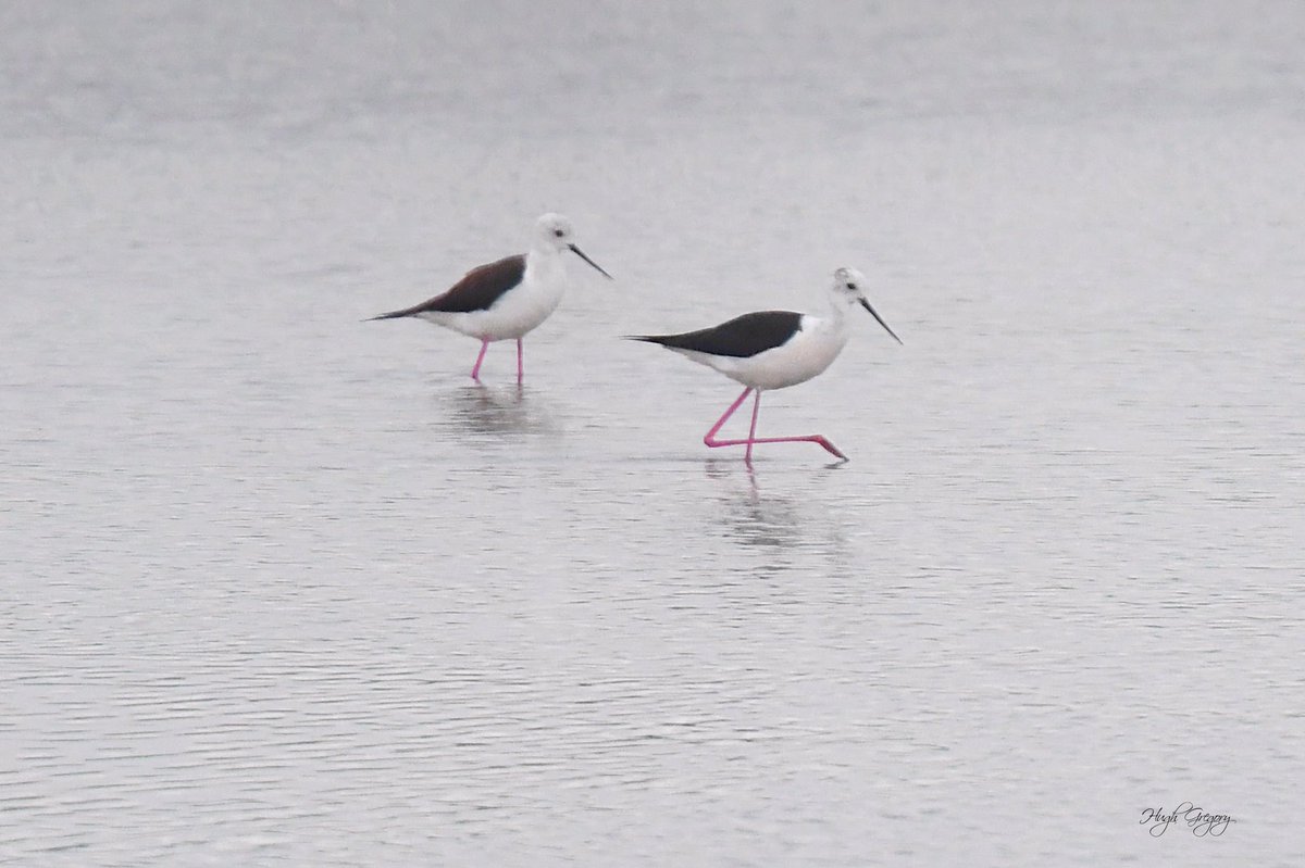 Hughgregory13's tweet photo. Went over the water…as far as New Passage! :) . … to see Black winged Stilt… https://t.co/SvRPEx5ZBn