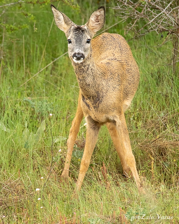 Junio 2021. Corzo de un año de edad con una cuerna muy pobre. La diferenciación en los precintos de corzo y la caza de juvenil es un sistema que debe impulsarse desde las administraciones para una correcta gestión de las poblaciones de corzo.