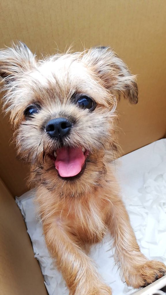 珍しい犬種 Twitter Search Twitter