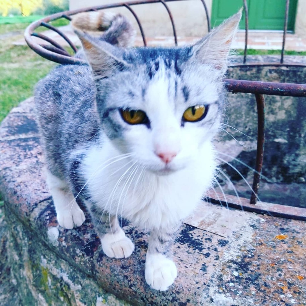 Occhi belli 
•
•
•
#catsofinstagram #catstagram #gattomania 
#countrylife #countryside 
#countryliving #incampagna
#summervibes 
#Umbria
#Italy 🇮🇹 instagr.am/p/CQs9KuPL1vp/