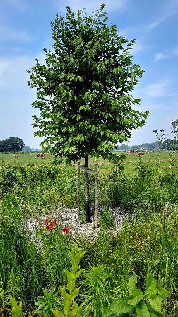 Roel Vermeulen tweet media
