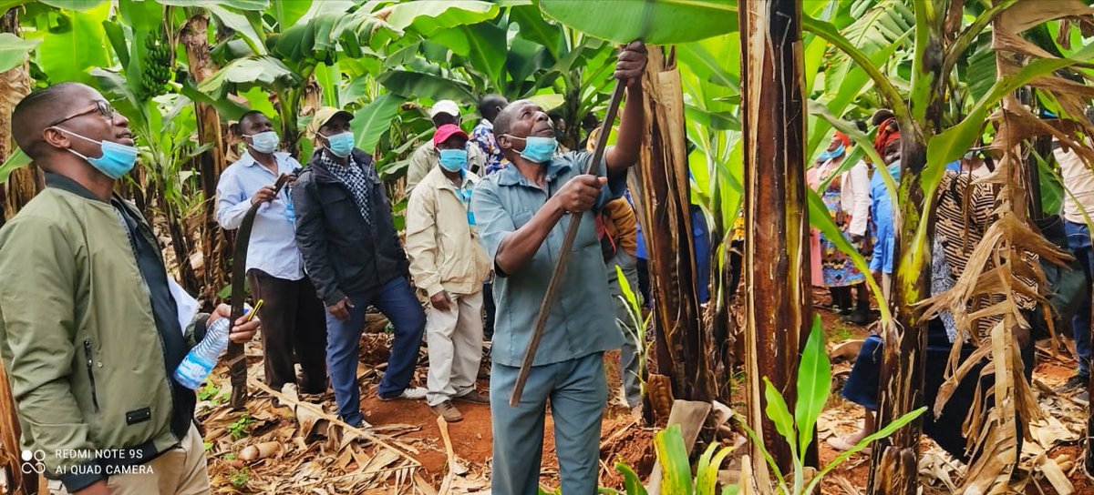 MESPT_ke's tweet photo. The DMDP project targets 2,000 smallholder farmers and will roll out interventions geared towards creation of over 500 direct decent jobs for the locals and engage over 1,200 service providers throughout the project cycle. #DMDPProgramme https://t.co/h4DV6tyxez