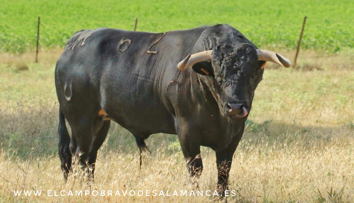 JuanLuisvisitas's tweet photo. Saboreando cada momento que nos regala la vida.

Rondino, número 62 de Juan Luis Fraile, toro de la corrida concurso Charra de Orthez

14 de julio.

#VisitasJuanLuisFraileyMariaCascón #AtreveteADisfrutar #castaybravura #trapio #experienciasunicas #Graciliano #visitaelcampocharro https://t.co/S7UJF3ZKo8