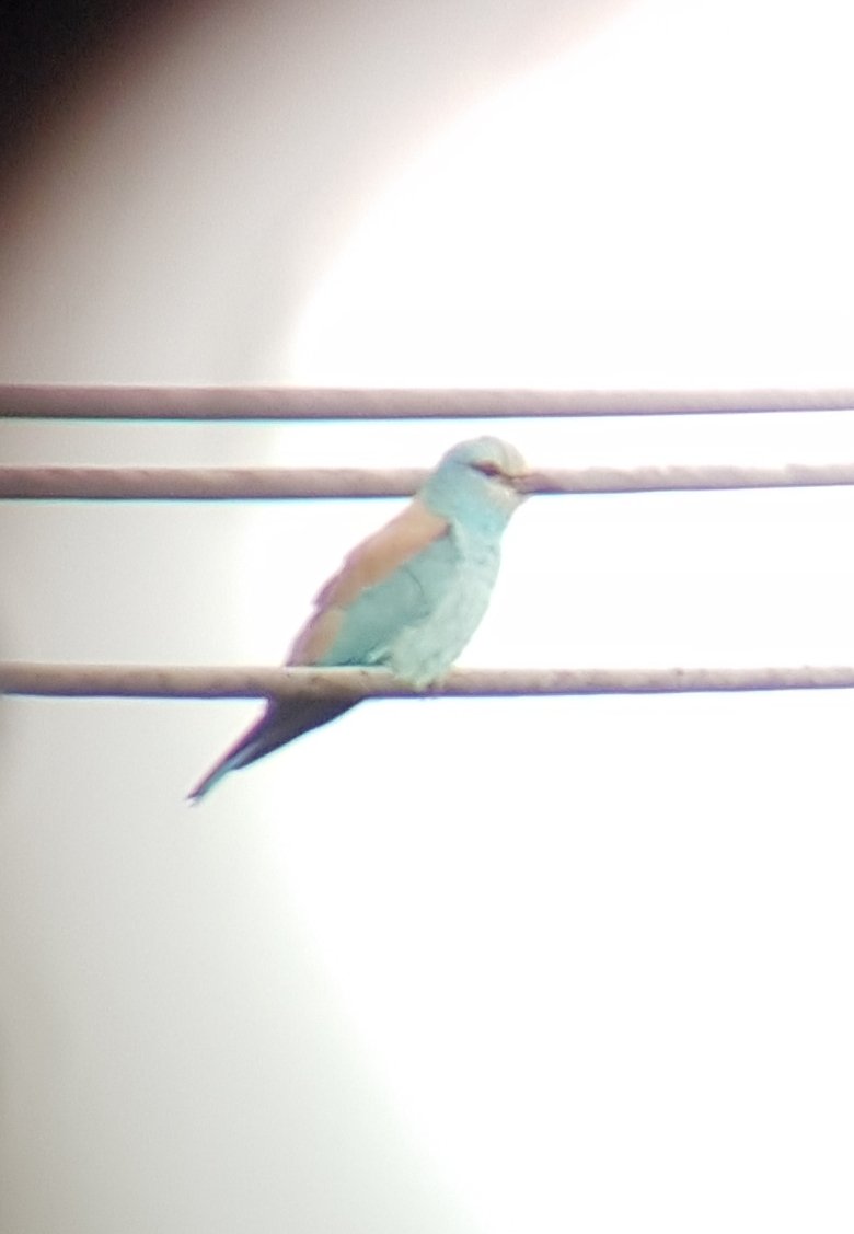 emmaj_40's tweet photo. A proper little rock 'n "roller" today with @OwenPhilowen173 in Suffolk @suffolkwildlife https://t.co/jJ1Z8ykhKb