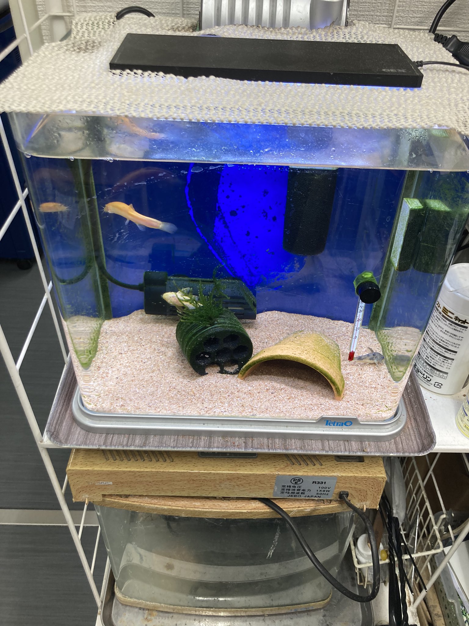 Nhh 水槽 定点 青コリ大小 黒プレコが星になる 水換えしたらヒドジョウが飛び出して星になる T Co Makstovgmt Twitter