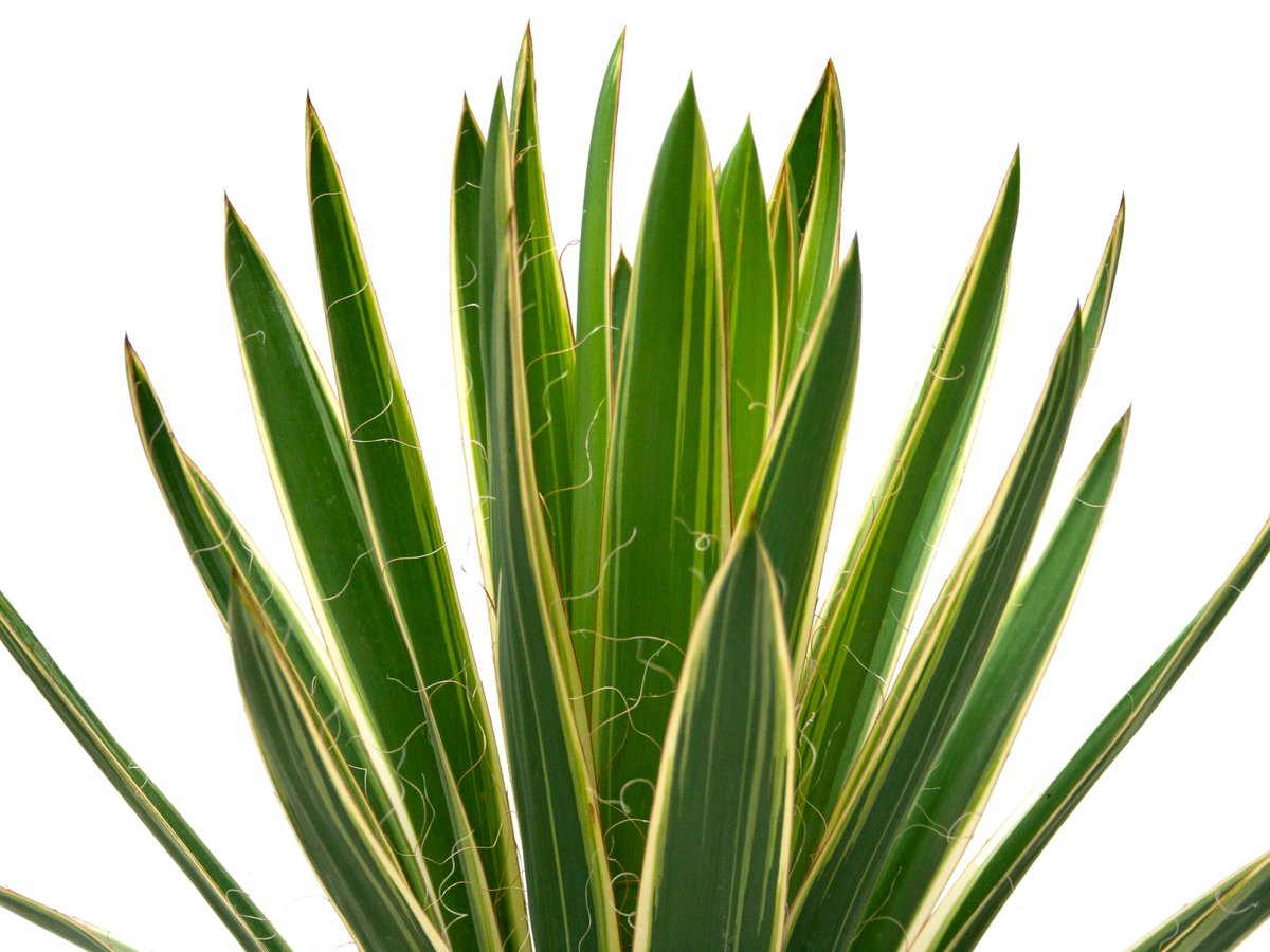 royaltyplants's tweet photo. There's nothing yucc-y about a #yucca! 👑 These drought-tolerant, low-maintenance plants are a beautiful addition to anyone's castle (especially plant royalty who are into #xeriscaping)! https://t.co/RE3b5oSbbi