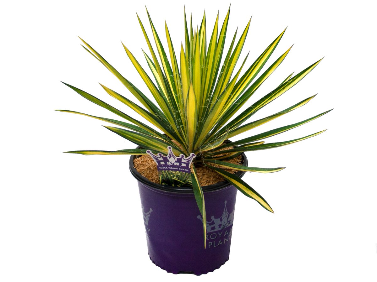 royaltyplants's tweet photo. There's nothing yucc-y about a #yucca! 👑 These drought-tolerant, low-maintenance plants are a beautiful addition to anyone's castle (especially plant royalty who are into #xeriscaping)! https://t.co/RE3b5oSbbi