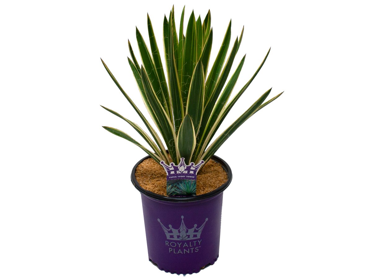 royaltyplants's tweet photo. There's nothing yucc-y about a #yucca! 👑 These drought-tolerant, low-maintenance plants are a beautiful addition to anyone's castle (especially plant royalty who are into #xeriscaping)! https://t.co/RE3b5oSbbi