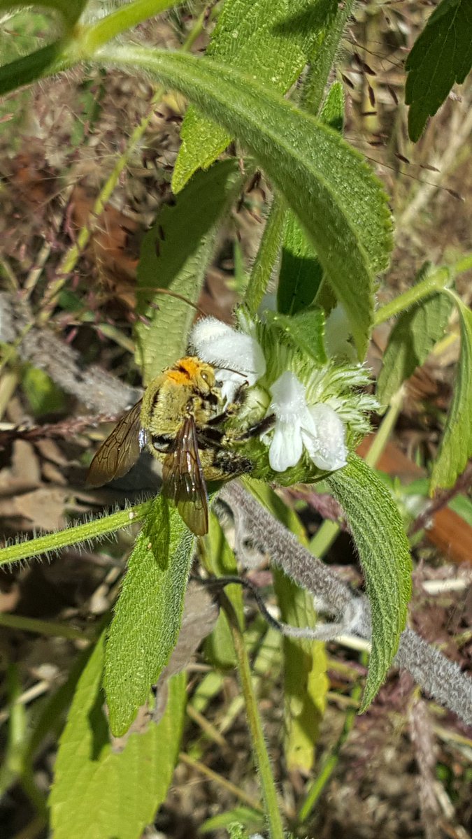 Ojijaf's tweet photo. #bee survey in #Mbeya important for understanding of species we need to protect.  Today near Mbeya University of Science and Technology @MUST_MBEYA, #BeeSHOT @BritishEcolSoc @sejarnold @PoMScheme @bee @NHM_Bees @BeeEntomologist https://t.co/4sJOlUaAsi