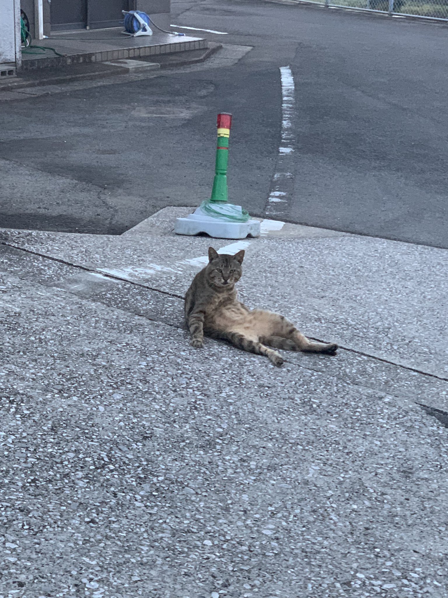 ぶちゃいくねこ様 最近のぶんさま ❣️その他可愛い投稿→@eleven11neko #猫 #ねこ