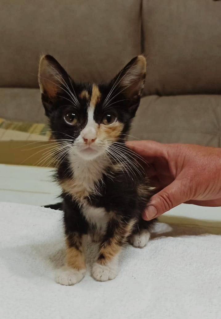 DaniStrife's tweet photo. Me encontré a esta preciosidad hace una semana en un campo cerca de la carretera, estaba llena de pulgas y palidísima a causa de la anemia. 
Ahora está muchísimo mejor, pero como yo no puedo quedármela estoy buscando alguien que sí pueda. RT pls! https://t.co/awfV8dwm9G