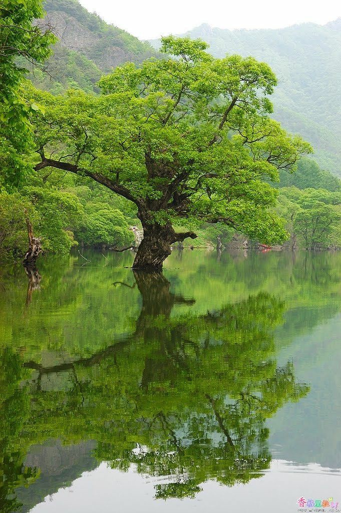 Beauty of nature.💚
#nature #NaturePhotography