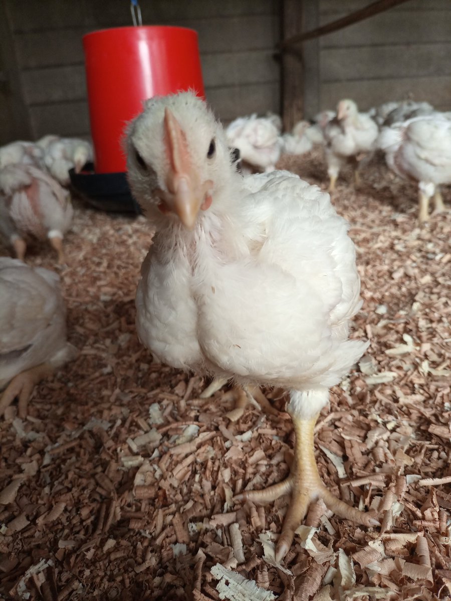 maxhobber's tweet photo. Start small...start scrappy...start with wat you have but the most important thing is just start#maxpoutryfarm #farming @terrymap1 @FlexiPoultryZW https://t.co/bYcFpQP39n
