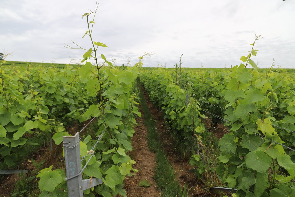 LaMarneViticole's tweet photo. Le travail de #relevage se poursuit dans le #vignoble champenois #champagne #marne #vigne https://t.co/MDcuZIdBLG