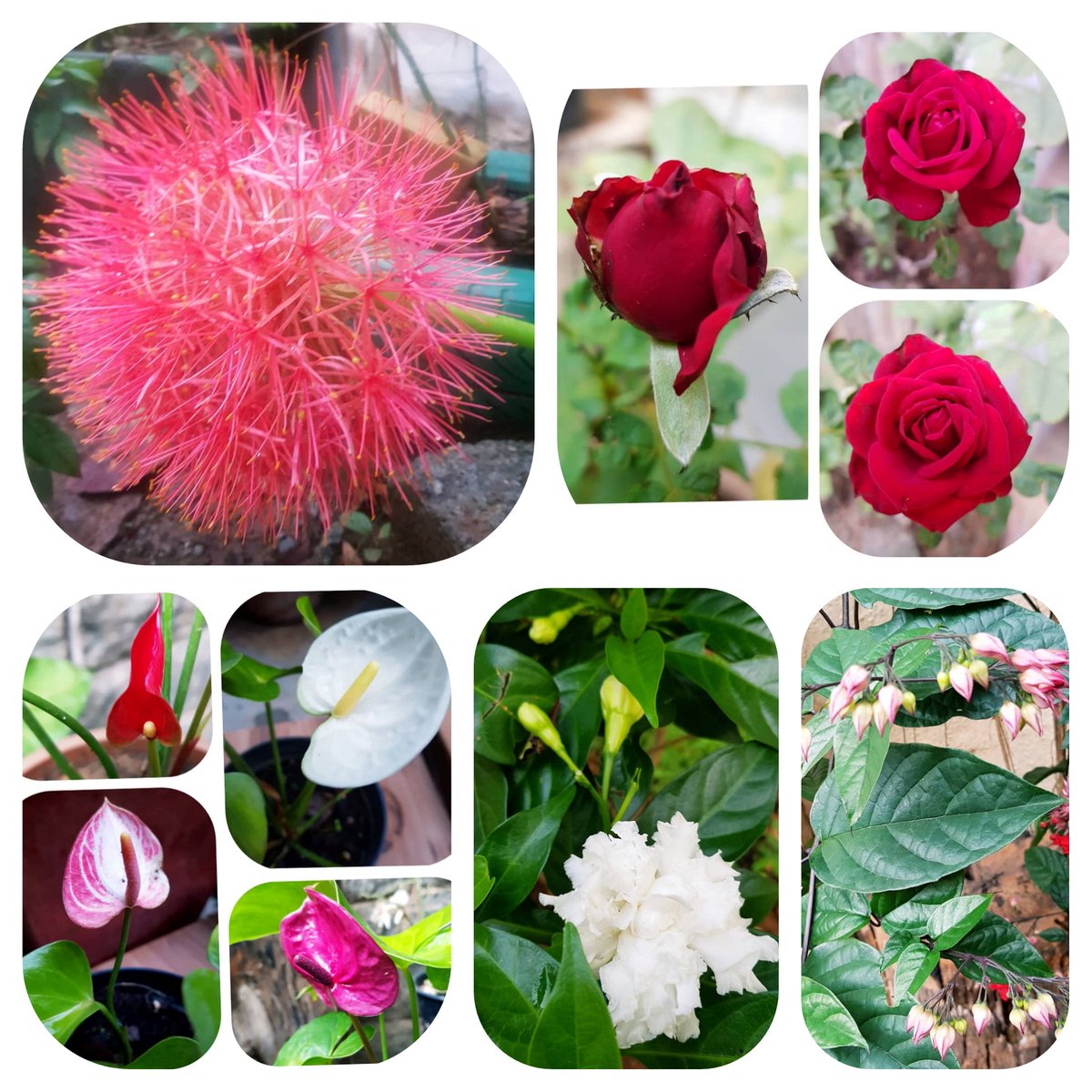 If we could see the #miracle of a single #flower clearly, our whole #life would change.” – #Buddha 

#Flowers from our #garden today - 
#Scadoxusmultiflorus #Rose #Anthurium #CrapeJasmine 

ಒಂದೇ ಹೂವಿನ ಪವಾಡವನ್ನು ನಾವು ಸ್ಪಷ್ಟವಾಗಿ ನೋಡಬಹುದಾದರೆ, ನಮ್ಮ ಇಡೀ ಜೀವನವು ಬದಲಾಗುತ್ತದೆ. ” - ಬುದ್ಧ