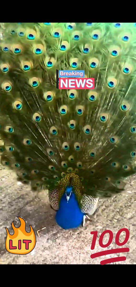 Beautiful peacock https://t.co/CczFoII8qb