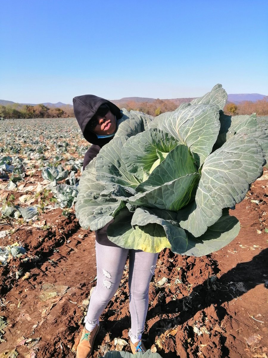 If you live in Ladysmith. Dundee. Vryheid. Newcastle. Buy our cabbages. They bring back lost lover. They make. You have a different glow.

They make you have flat stomach and you instantly know how to Walk in heels 👠 if you are a lady and for guys uzoba negwegwe same time.