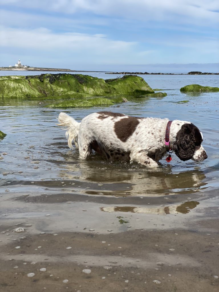 SpanielsSuper's tweet photo. @binkyjh I am heroic aren’t I? I was so brave! It was very deep… it was so deep & dangerous I turned round, walked across the pool & onto the sand! #BraveMo #NarrowEscape #SoDangerous https://t.co/H8kU9eVAXV