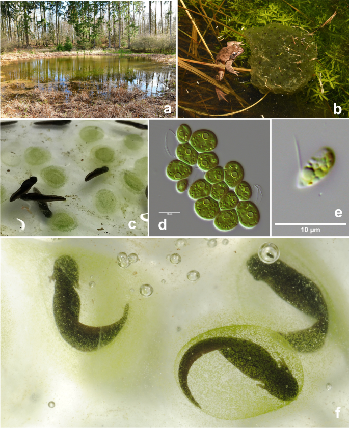 protistologists's tweet photo. Diversity and substrate-specificity of green algae and other micro-eukaryotes colonizing amphibian clutches in Germany, revealed by DNA metabarcoding https://t.co/fGguWvoy50 #protists #algae https://t.co/EvTMoFJNdX