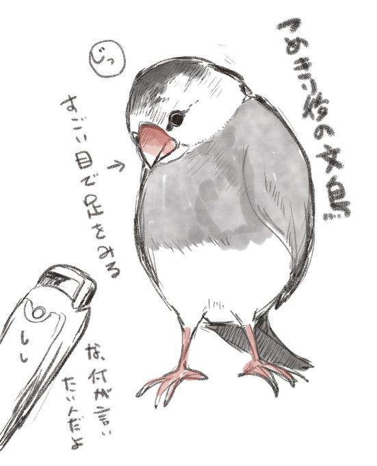 文鳥のtwitterイラスト検索結果