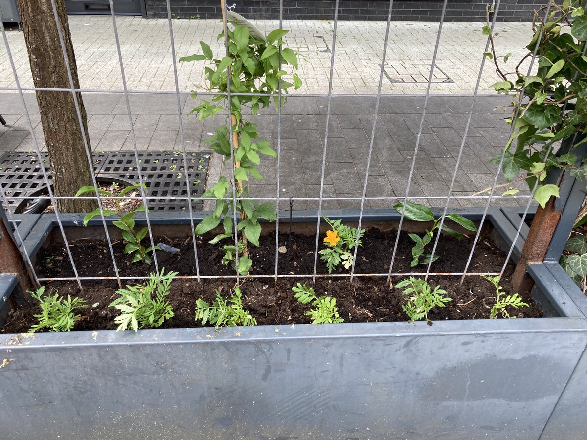 Justine Scorrer (@jscorrer) on Twitter photo Some before and afters at Barrack Lane after our planting for pollinators day thank you to <a href="/HughJamesLegal/">Hugh James</a> <a href="/Linc_Cymru/">Linc Cymru</a> Some before and afters at Barrack Lane after our planting for pollinators day thank you to <a href="/HughJamesLegal/">Hugh James</a> <a href="/Linc_Cymru/">Linc Cymru</a>