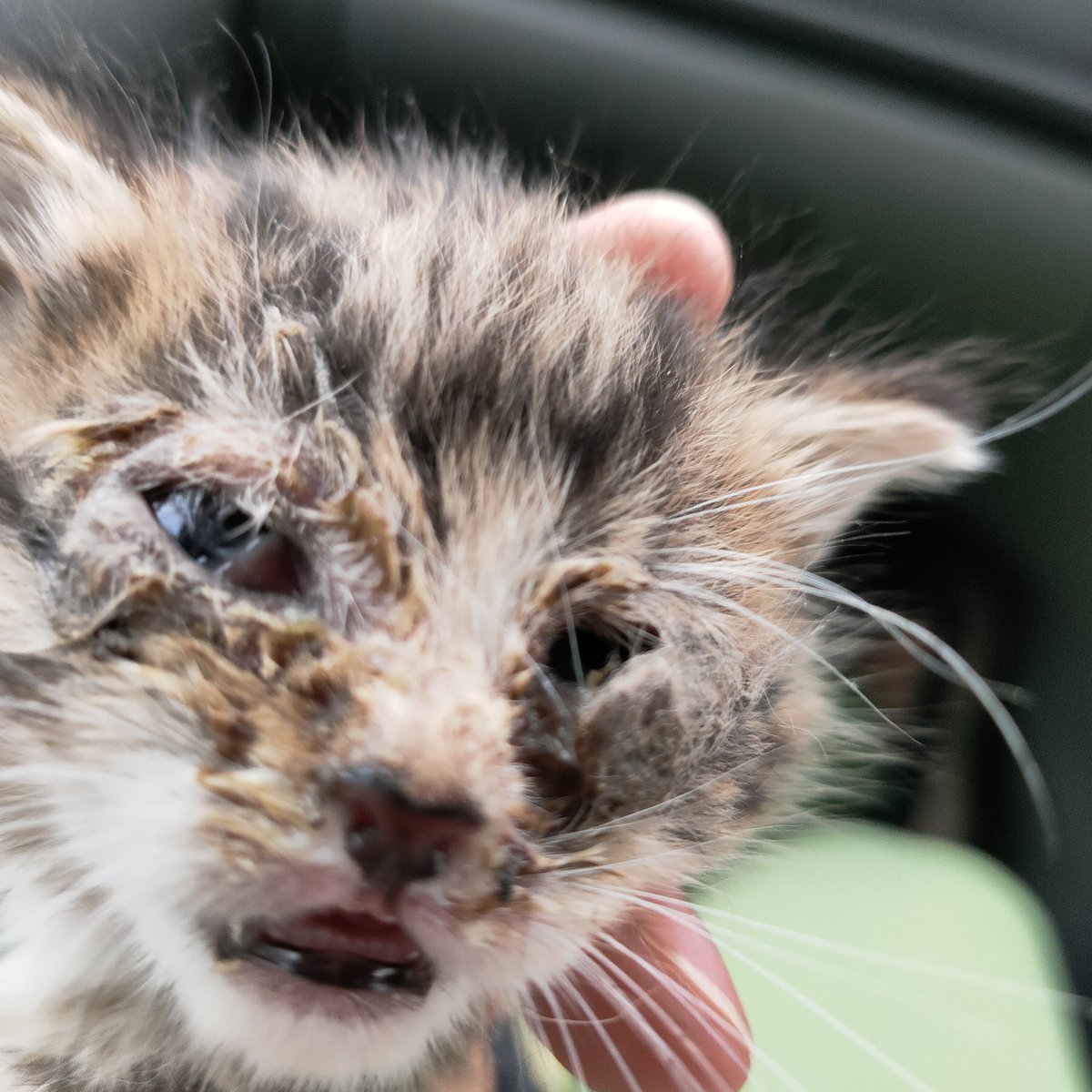 This little one was an emergency admission last night after being found in a garden. Her eyes are badly infected and she has cat flu. Mum is coming for food with another 2 kittens she willbe trapped and care given to the whole family. #kittensoftwitter #neuter