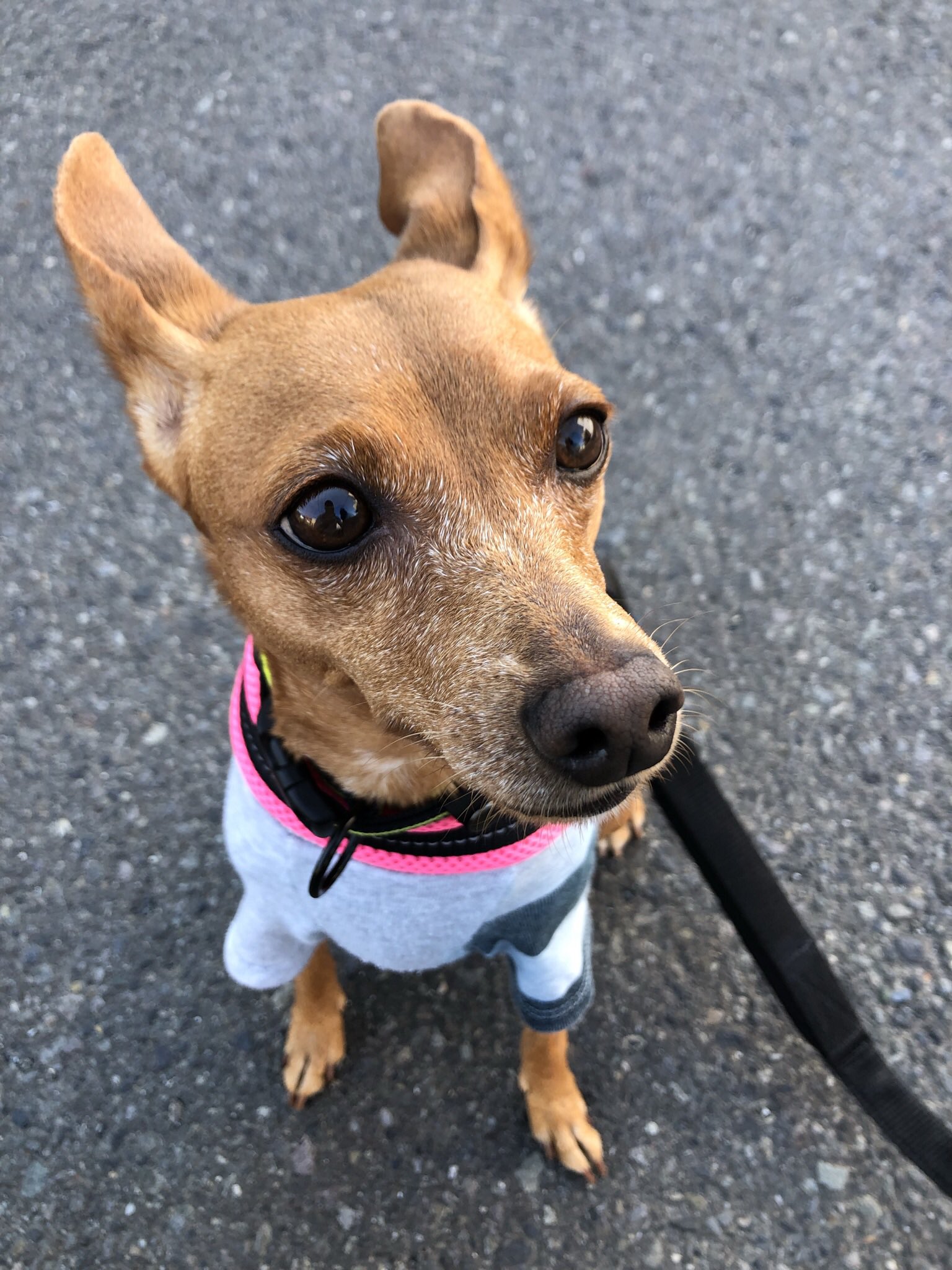 ミニピンレッドつらら お顔の白髪が増えてきたねー つららちゃん ミニピン ミニピンレッド Miniaturepinscher ミニチュアピンシャー Dog Minipin Minipinlove Dogs T Co Fdfsosligw Twitter ミニピンレッドつらら お顔の白髪が増えてきたねー つららちゃん ミニピン ミニピンレッド Miniaturepinscher ミニチュアピンシャー Dog Minipin Minipinlove Dogs T Co Fdfsosligw Twitter
