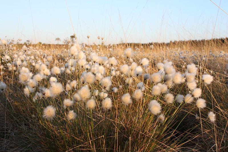 Peatlands Gathering (@peatlandsg) on Twitter photo One day left to have your say on the <a href="/DeptHousingIRL/">Department of Housing, Local Government & Heritage</a> National Peatlands Strategy mid-term review - deadline tomorrow, Wednesday, June 30: gov.ie/en/consultatio… One day left to have your say on the <a href="/DeptHousingIRL/">Department of Housing, Local Government & Heritage</a> National Peatlands Strategy mid-term review - deadline tomorrow, Wednesday, June 30: gov.ie/en/consultatio…