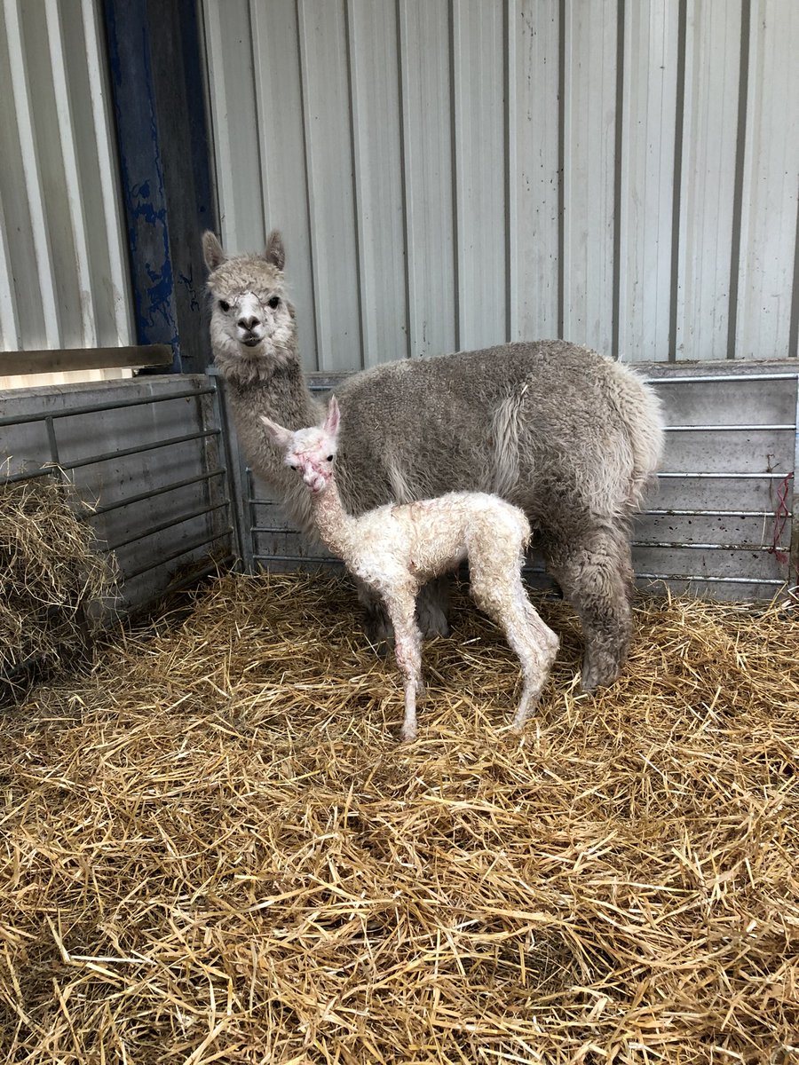 Hall Hill Farm tweet media