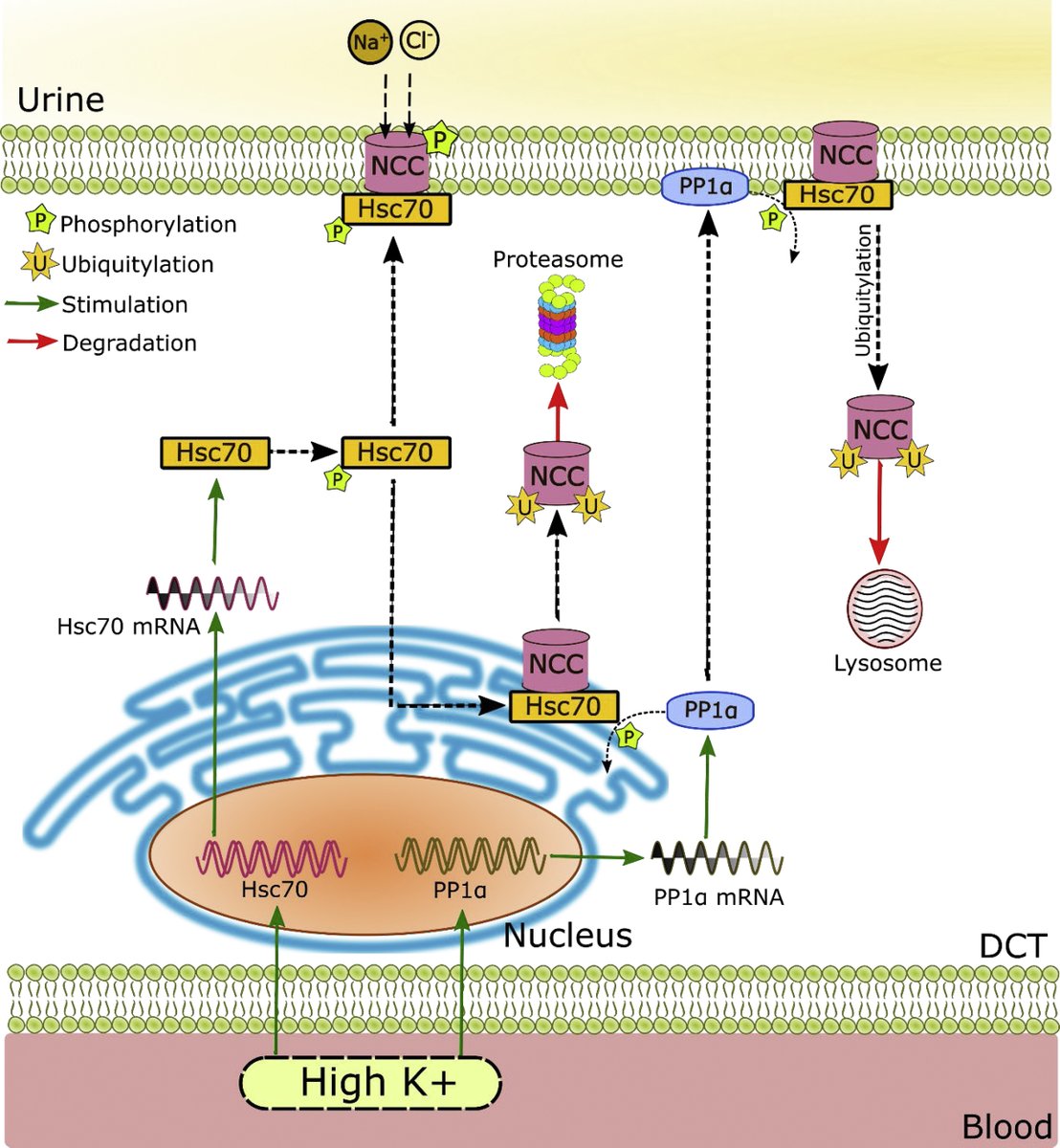 Journal of Biological Chemistry (@jbiolchem) on Twitter photo Kortenoeven et al. show that hyperkalemia drives NCC ubiquitylation and degradation via a PP1α-dependent process facilitated by Hsp70 — @SUND_SDU <a href="/AarhusUni/">Aarhus Universitet</a> #PTM #hypertension
Authors: <a href="/M_Kortenoeven/">Marleen Kortenoeven</a> <a href="/h_dimke/">Henrik Dimke</a> <a href="/BrandtPoulsen/">Søren Brandt Poulsen</a> <a href="/SathishKMurali/">Sathish Murali</a> <a href="/rofe6065/">Rob Fenton</a>
jbc.org/article/S0021-… Kortenoeven et al. show that hyperkalemia drives NCC ubiquitylation and degradation via a PP1α-dependent process facilitated by Hsp70 — @SUND_SDU <a href="/AarhusUni/">Aarhus Universitet</a> #PTM #hypertension
Authors: <a href="/M_Kortenoeven/">Marleen Kortenoeven</a> <a href="/h_dimke/">Henrik Dimke</a> <a href="/BrandtPoulsen/">Søren Brandt Poulsen</a> <a href="/SathishKMurali/">Sathish Murali</a> <a href="/rofe6065/">Rob Fenton</a>
jbc.org/article/S0021-…