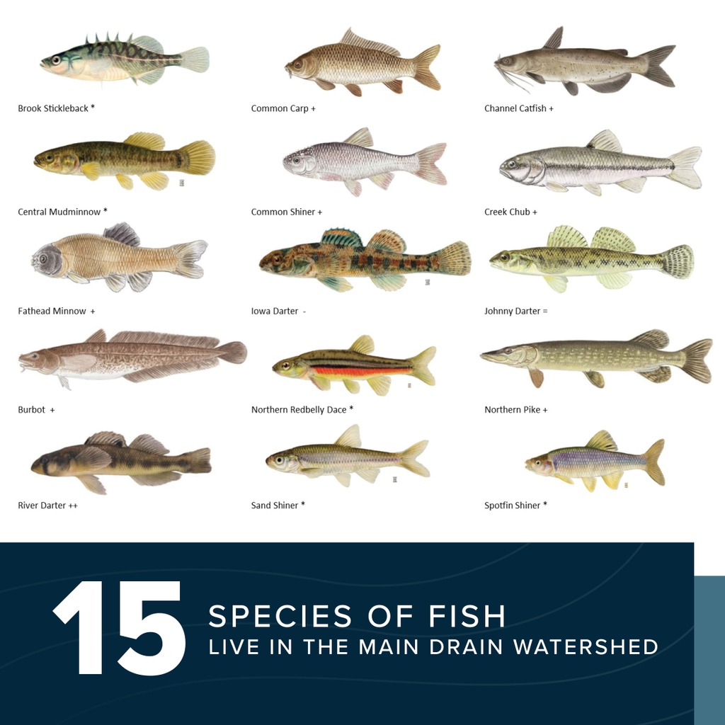 FIFTEEN species of fish live in the Main Drain Watershed. Just another Living Labs Eastern Prairies project. A big thank you to our partners at Fisheries and Oceans Canada for conducting this survey and providing results!