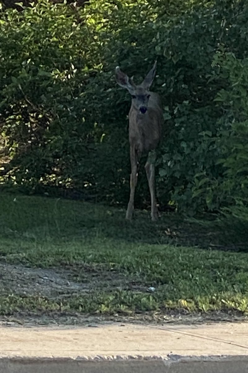 Rachel072967's tweet photo. A deer behind the east Walmart @reginapolice I’m unsure who to notify if anyone. https://t.co/VeSxFnO7iu