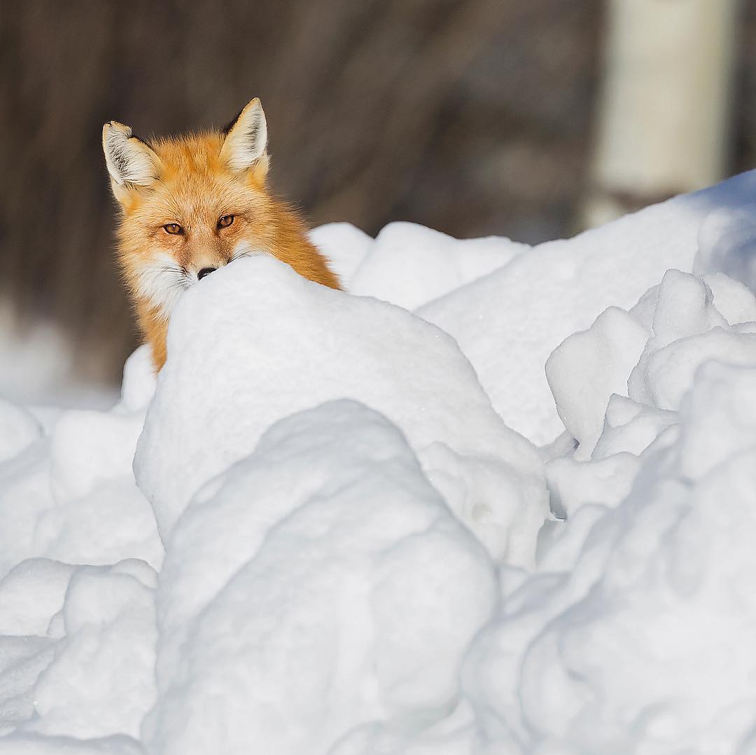 A photograph of a fox peeking at the camera from behind a pile of snow.