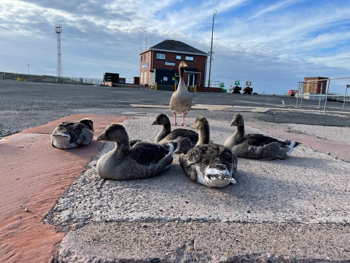 Today, ABP's newest biodiversity lead invited the team to learn from her latest toolbox talk, taking place on the port estate at the Port of Barrow 🦆 #biodiversity #portlife