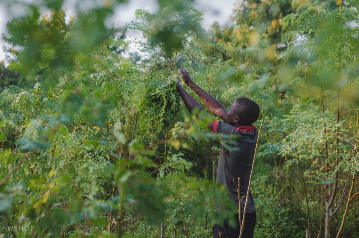 This marks the beginning of our quality assessment process, only the green leafstalks are picked from the ready crop and transported to the facility for processing. this ensures that 95% of our final product is from the right maturity of leaves giving it the light green color.
