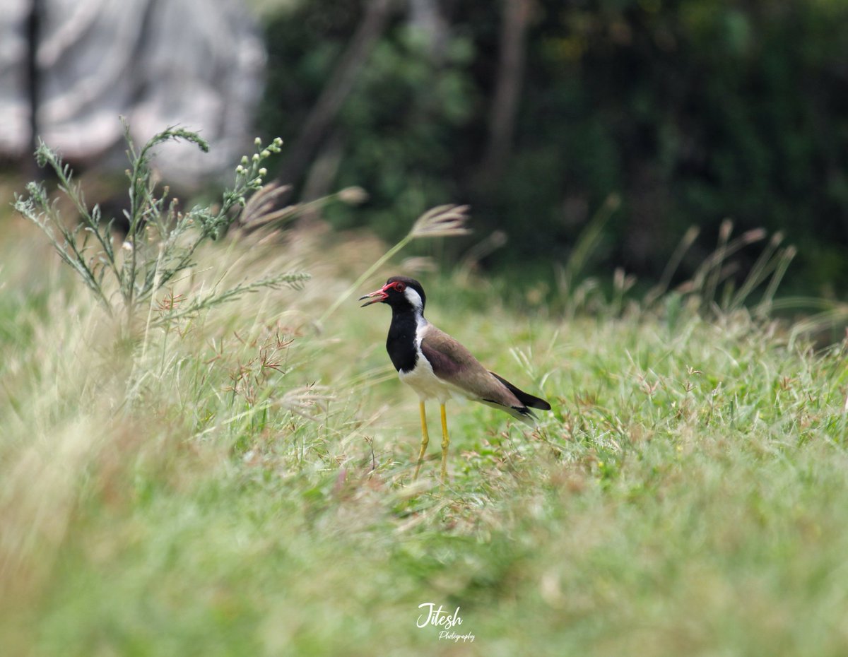 Red-Wattled Lapwing🐦🌿
#Bird #indianbird #birdsofuttarakhand #birds_illife #birdcaptures #birdphotography #birdsonearth #birdplanet #nature #natgeoyourshot #nature_lovers #naturephotography #nature_of_our_world #nature_perfection #canon #canonindia #india #uttrakhand