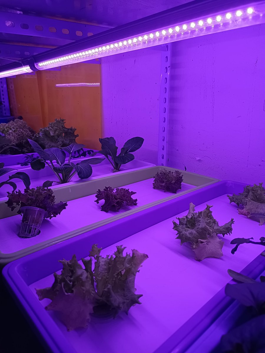 caibaike_net's tweet image. My micro-farm is really cool #kratkymethod #Hydroponics