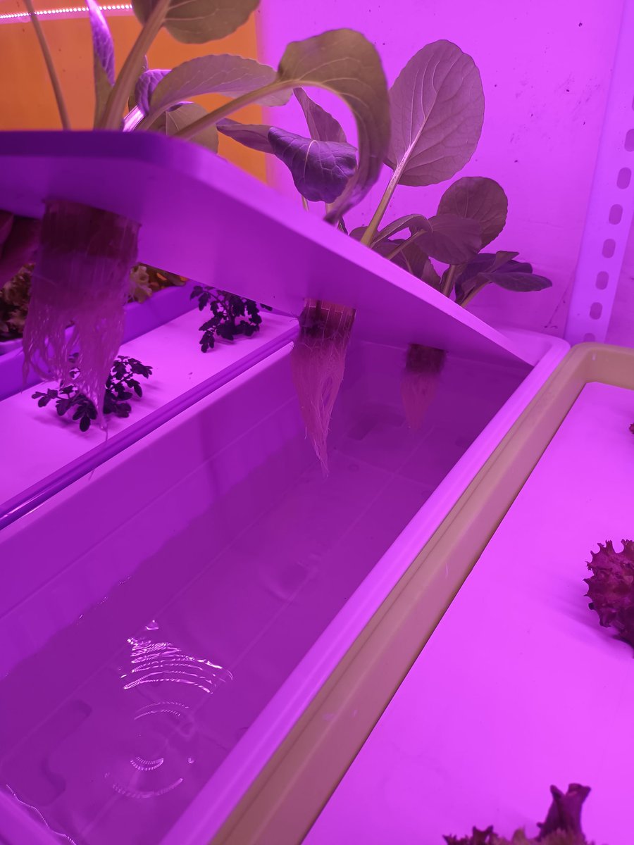 caibaike_net's tweet image. My micro-farm is really cool #kratkymethod #Hydroponics