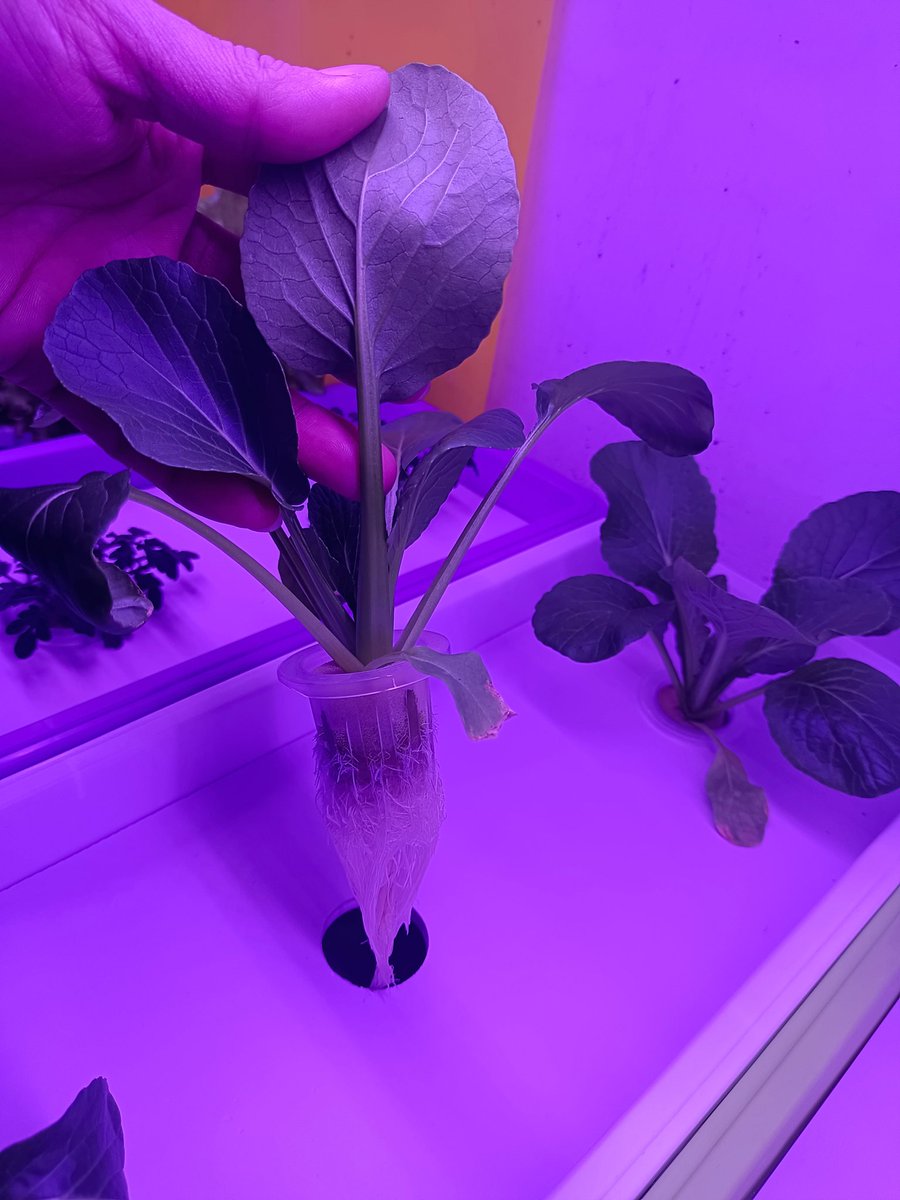 caibaike_net's tweet image. My micro-farm is really cool #kratkymethod #Hydroponics