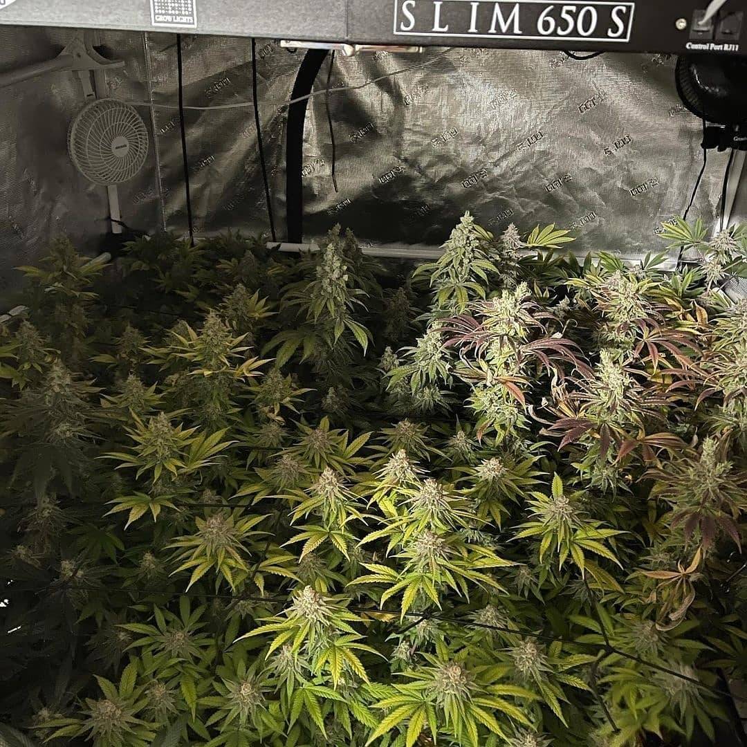 WGREGO202's tweet photo. Shout out to @cor_e_corazon and his finished Slim 650S powered grow here!
"I am super impressed this has been an incredible experience working under this light."
#Slim650S #Samsung301H #Samsung351H #MeanwellDriver #Dimmable #PassivelyCooled #LEDGrowLights #OpticLED https://t.co/YsyT89Suhx