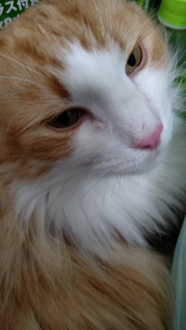 #顔だけで30リツイート来たら猛者 