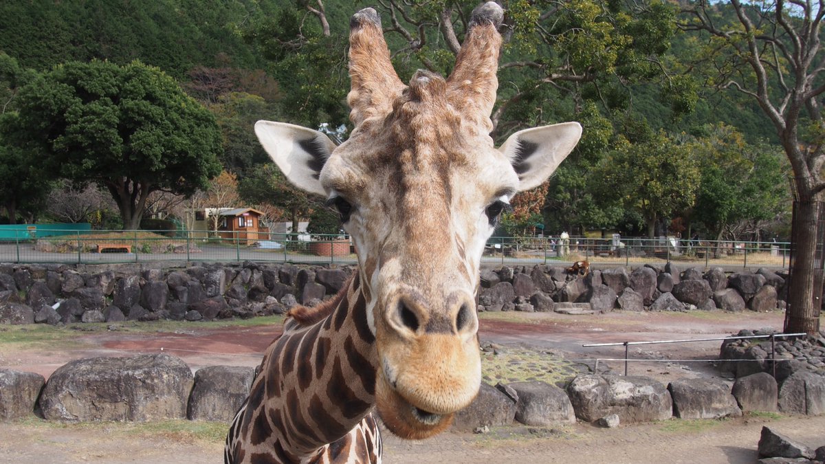 やっほーさん ଘ ੭ˊ ˋ ੭ この1年で会ったキリンたち その4 マサイキリンの秋平に会うために熊本に行ったのが一番の思い出です Worldgiraffeday 世界キリンの日 キリン アミメキリン マサイキリン 熊本市動植物園 富士サファリパーク