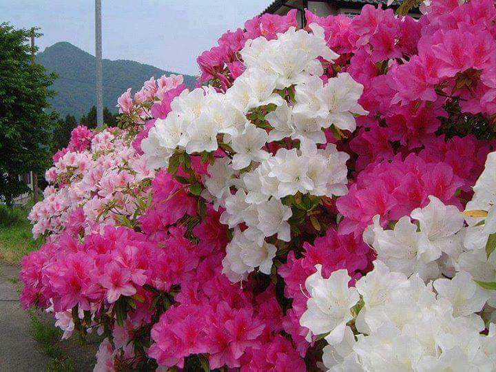 DiamondDragon76's tweet photo. Good Morning ❤ https://t.co/gV6SJYSXKH